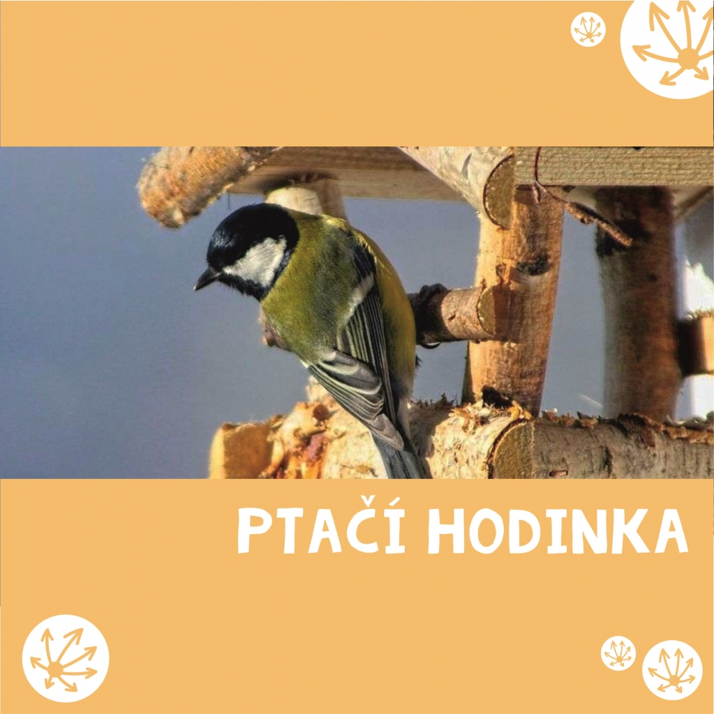 PTAČÍ HODINKA 8.1. - 10.1.2021