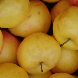 PA110300.jpg